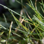 Biology  At Your Fingertips